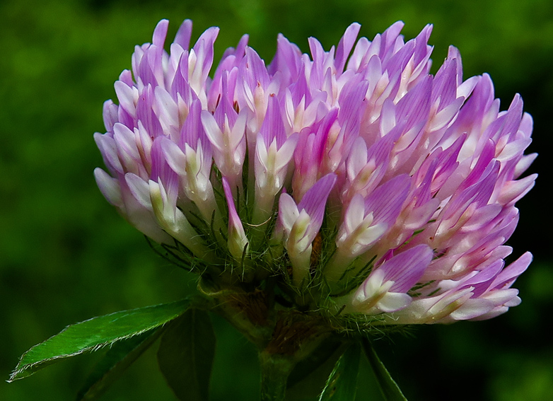 Trifolium3