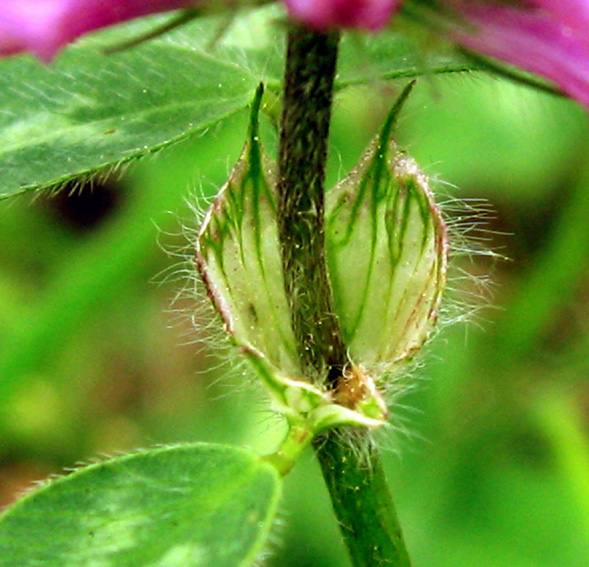 Trifolium2