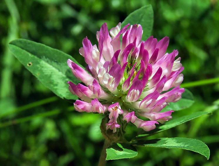 Trifolium3a