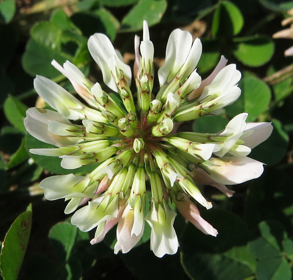 Trifolium14b