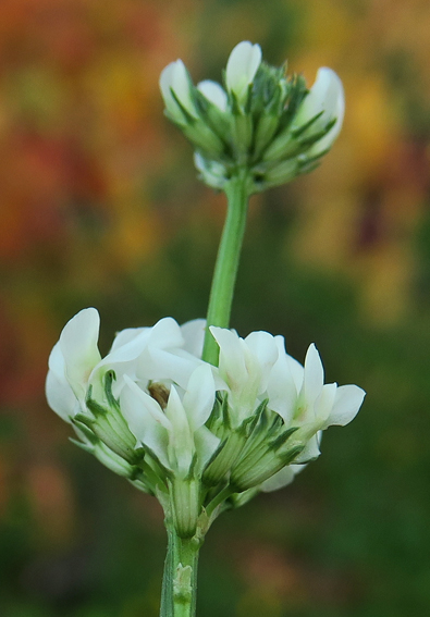 Trifolium14e