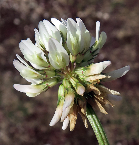 Trifolium14d