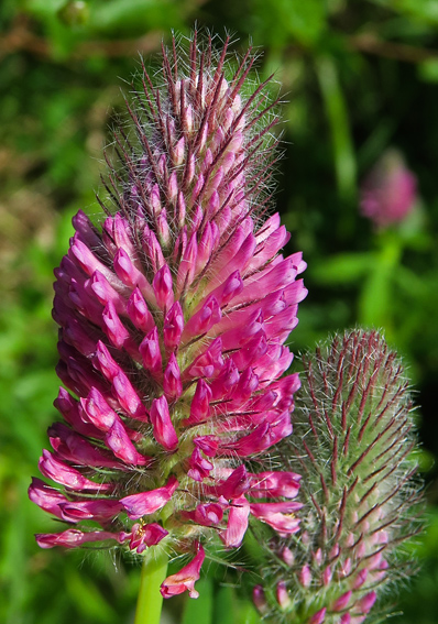 Trifolium8b