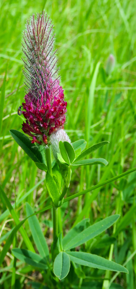 Trifolium8