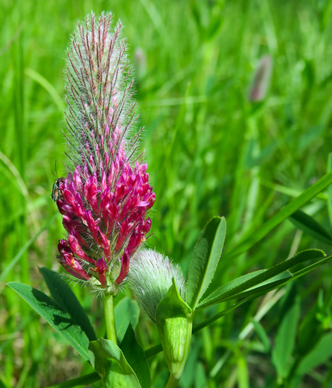 Trifolium7