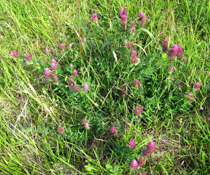 Trifolium5