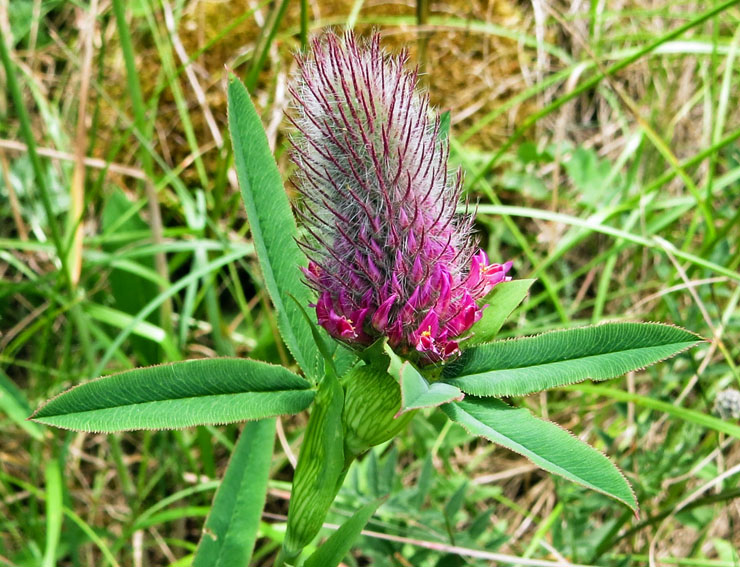 Trifolium8a