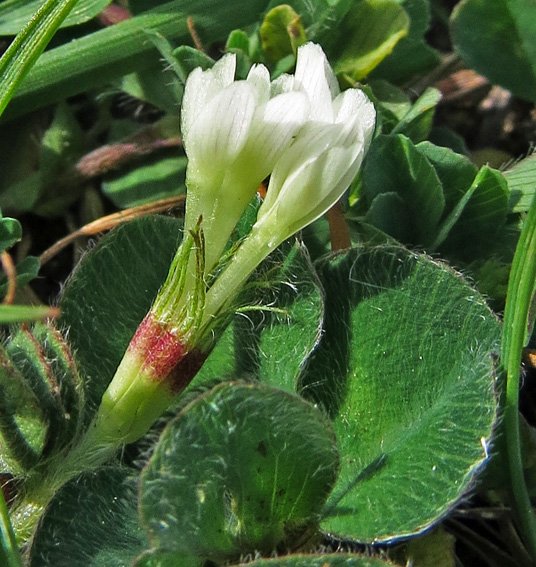 Trifolium48