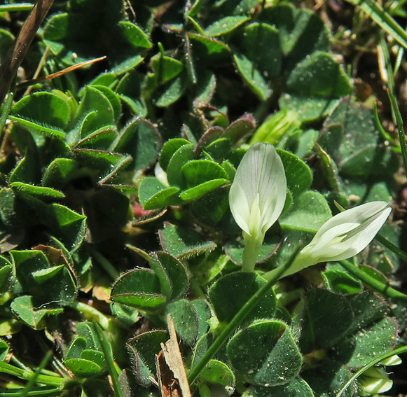 Trifolium46