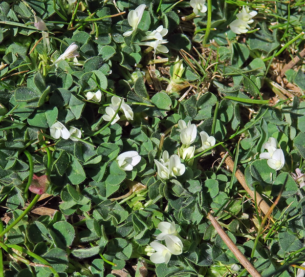 Trifolium45