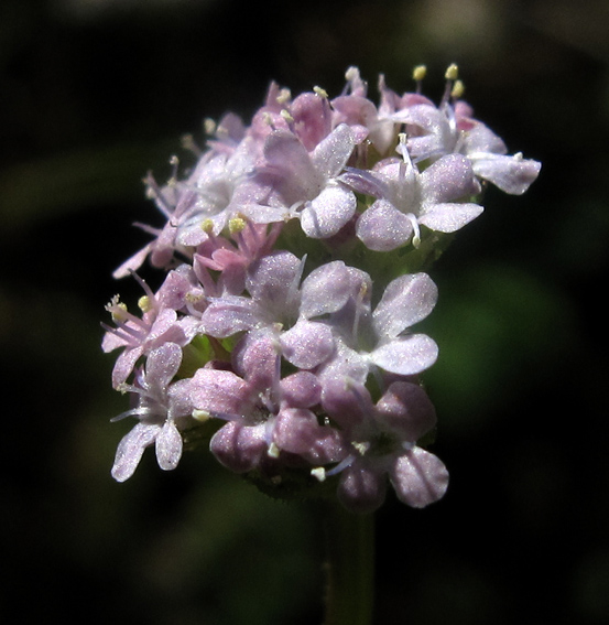 Valerianella6