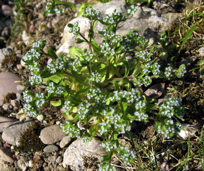 Valerianella1