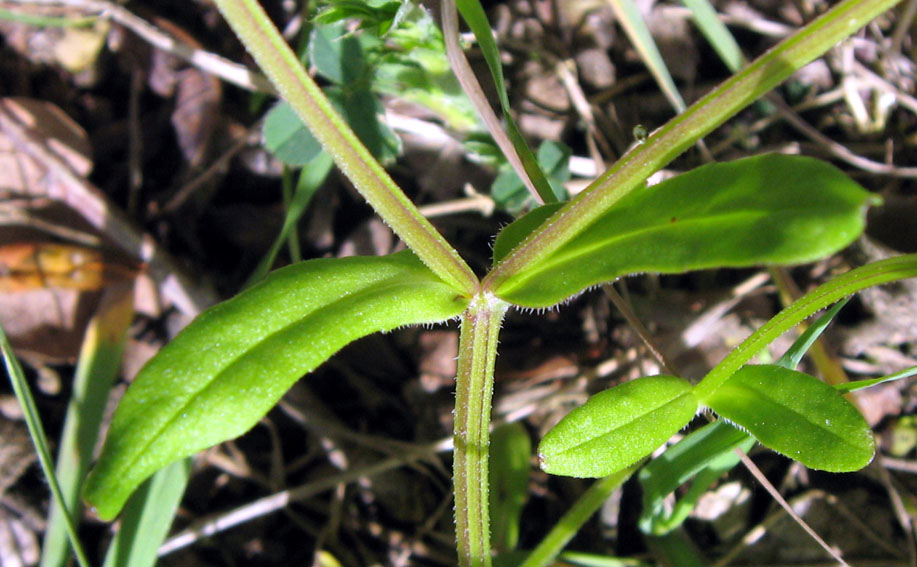 Valerianella2