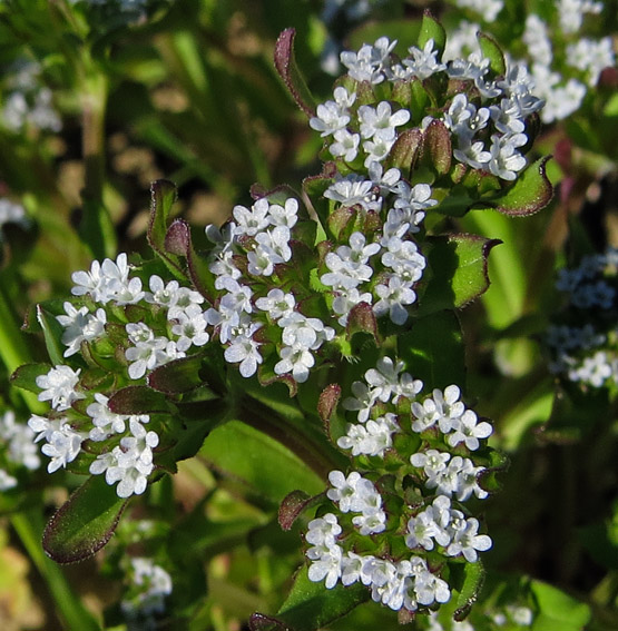 Valerianella2d