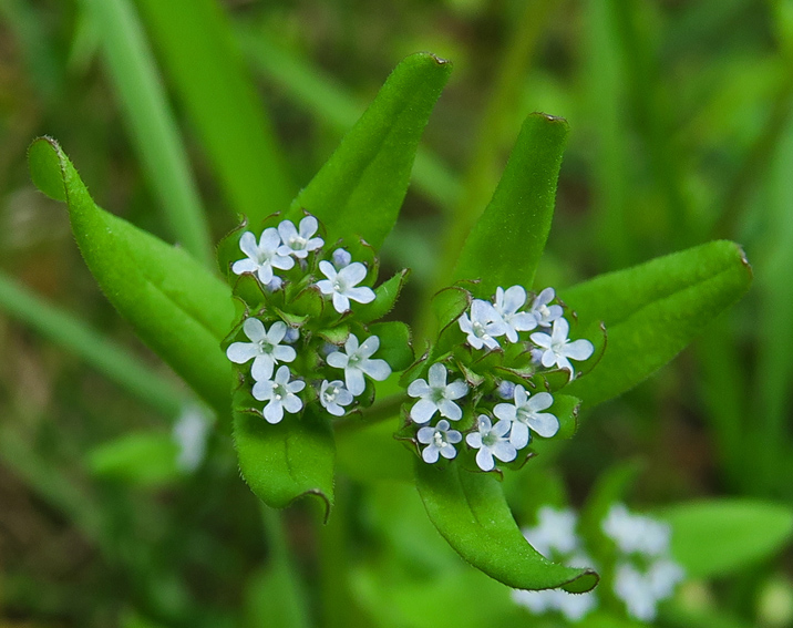 Valerianella2c