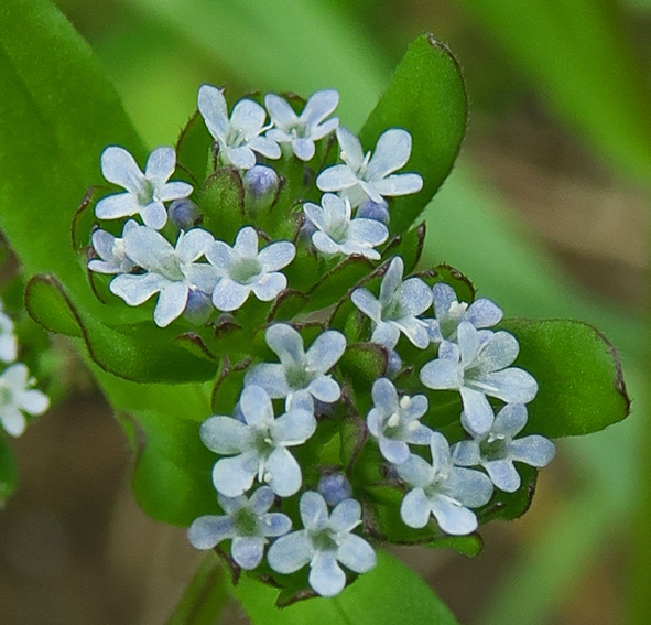 Valerianella2b