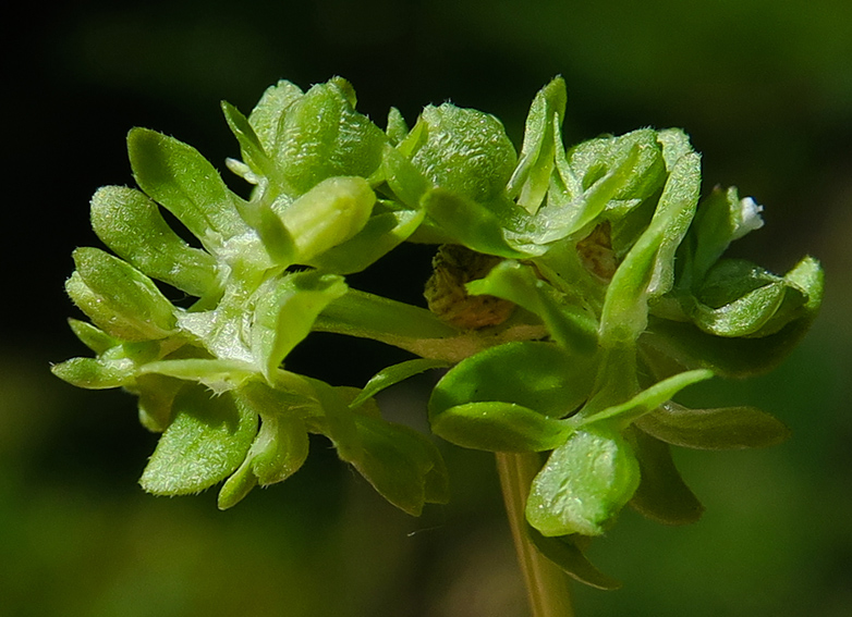 Valerianella3