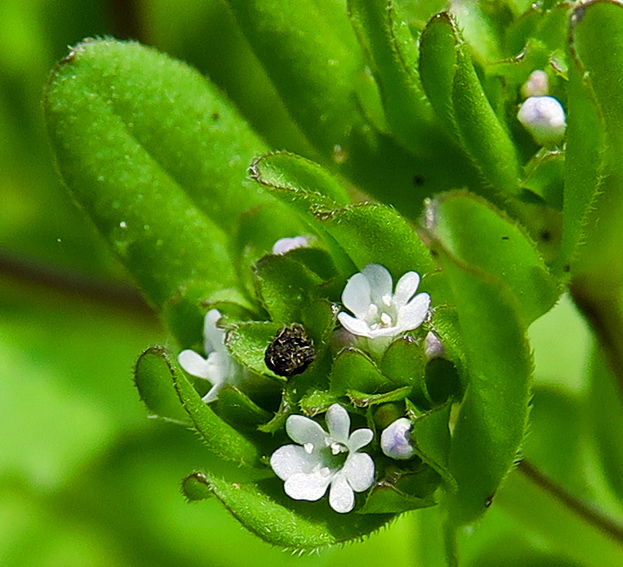 Valerianella3