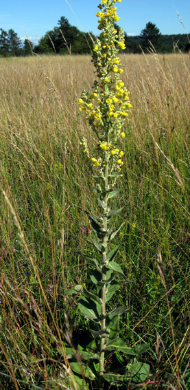 Verbascum1