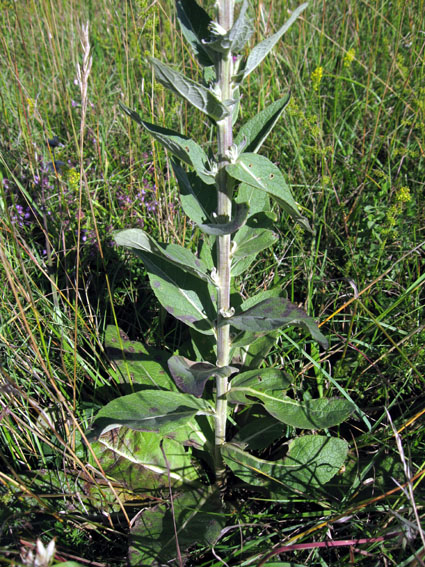 Verbascum2