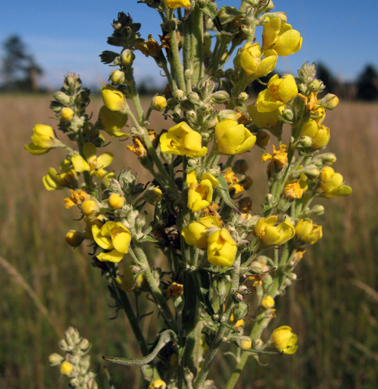 Verbascum3