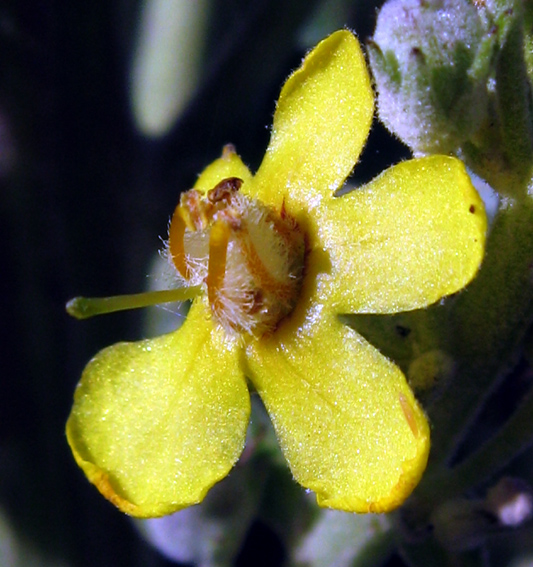 Verbascum4