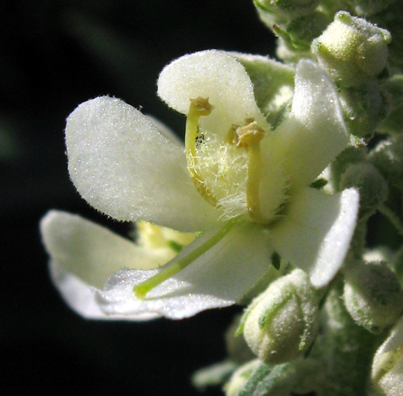 Verbascum4a