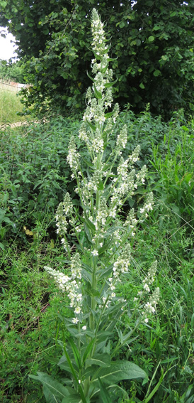 Verbascum4b