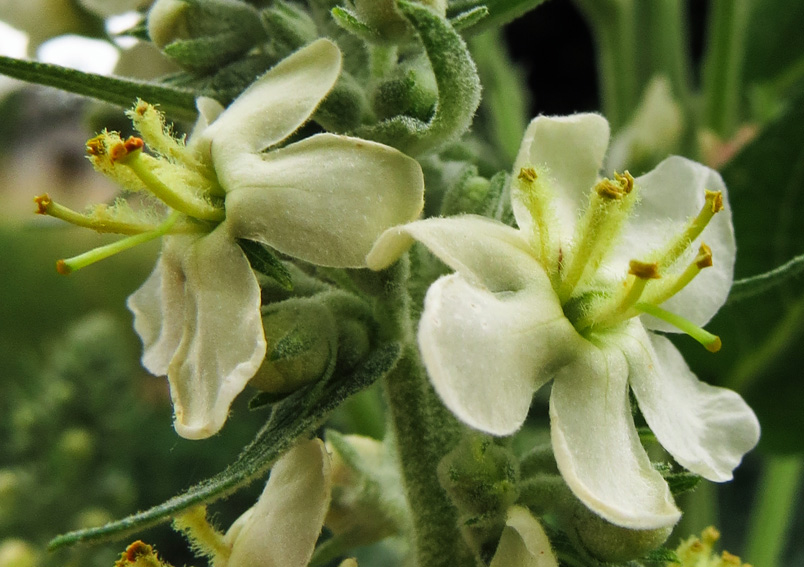 Verbascum4d