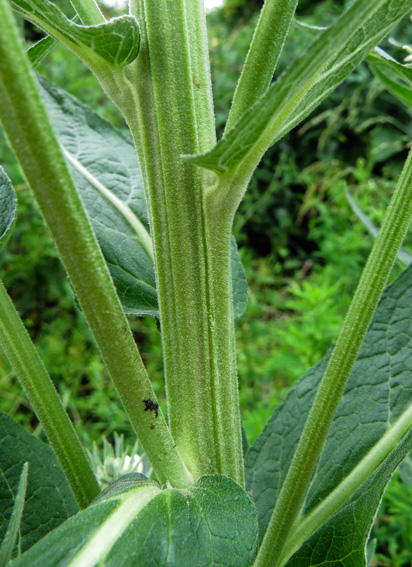 Verbascum4c