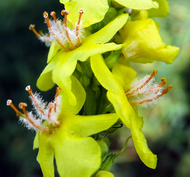 Verbascum4f