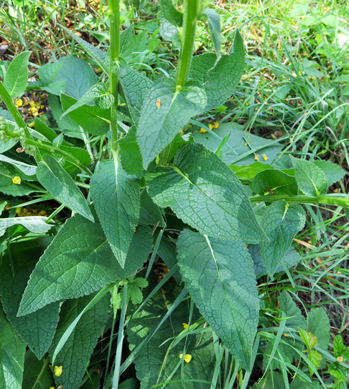 Verbascum4e