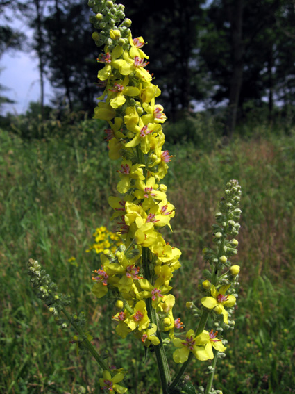 Verbascum10