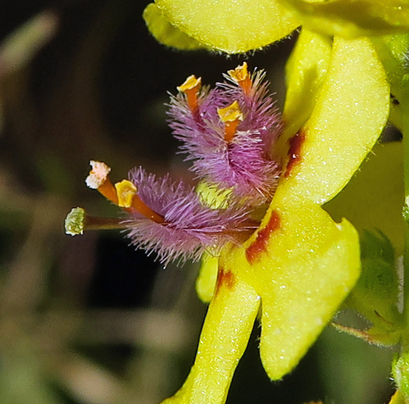 Verbascum13a