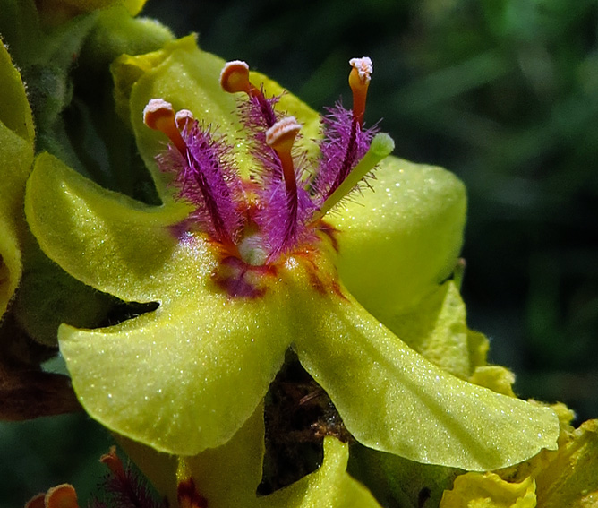 Verbascum12b