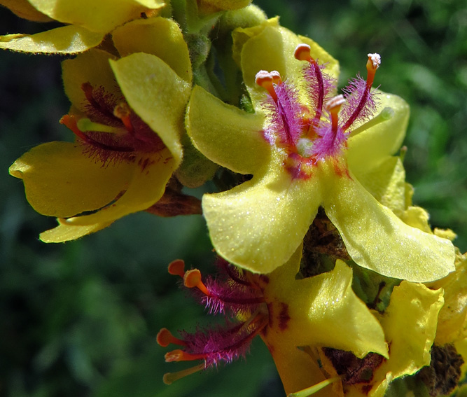 Verbascum12a