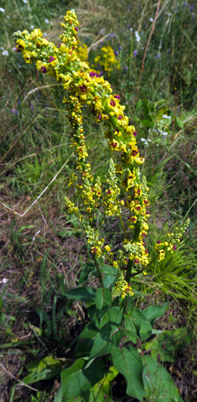 Verbascum9