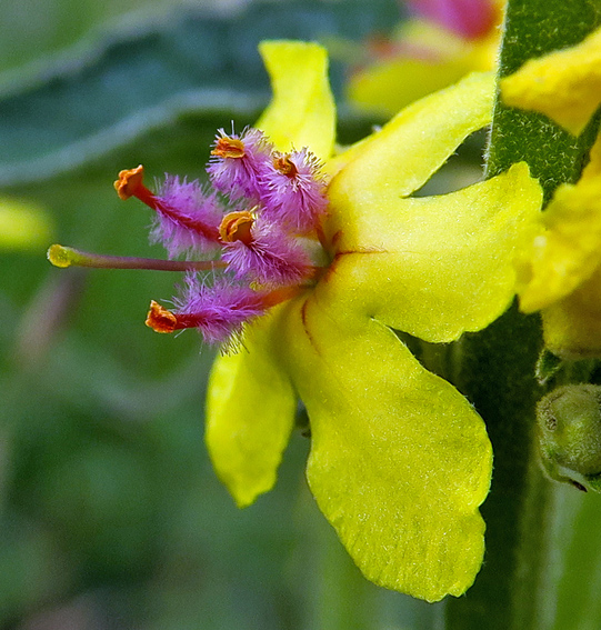 Verbascum11