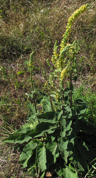 Verbascum8a