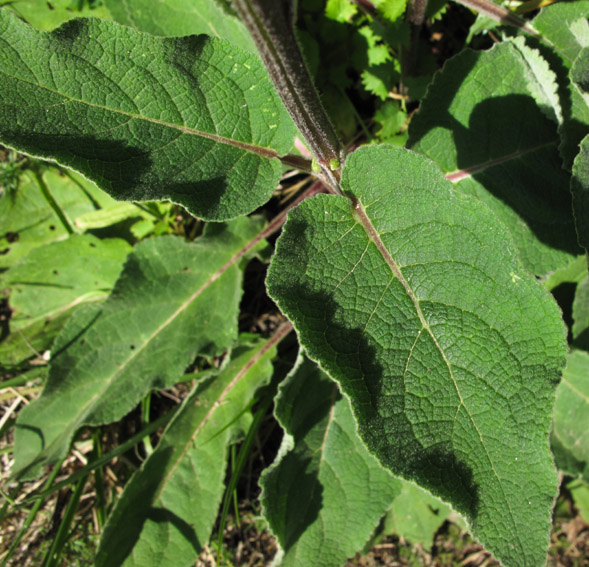 Verbascum9a