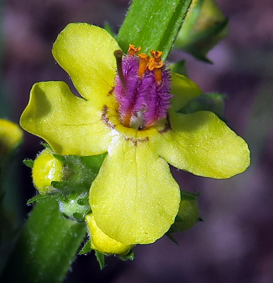 Verbascum13