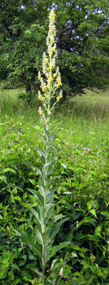 Verbascum5