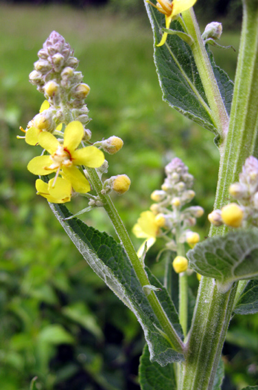 Verbascum6