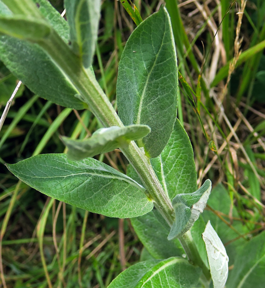 Verbascum7