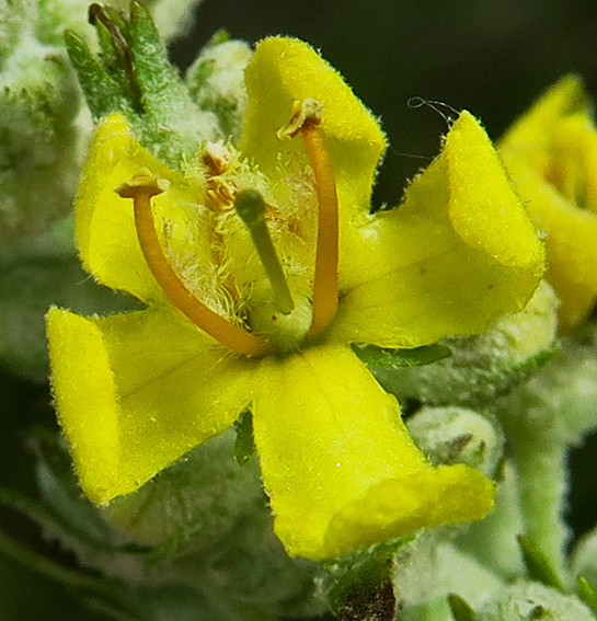 Verbascum8