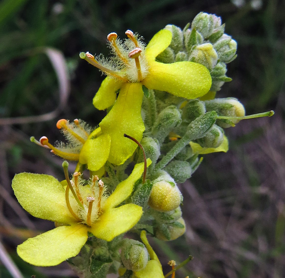 Verbascum7a