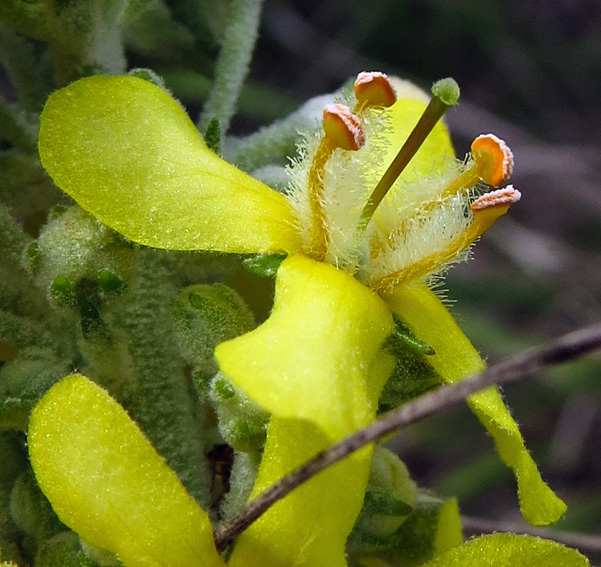 Verbascum7b