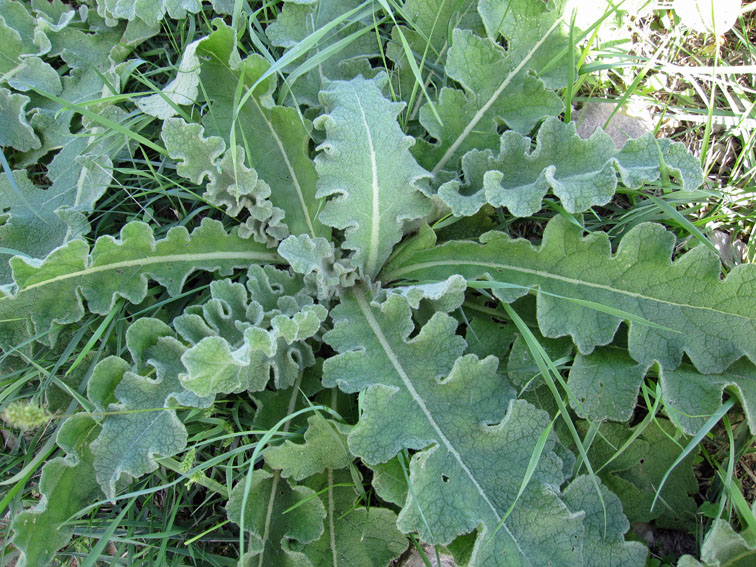 Verbascum14