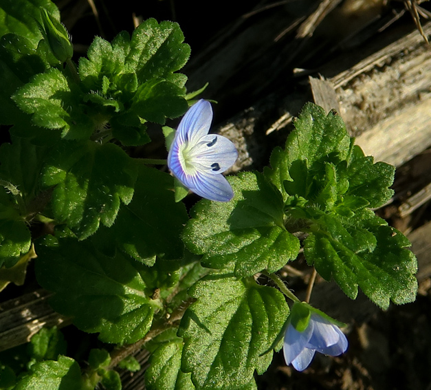 Veronica15c