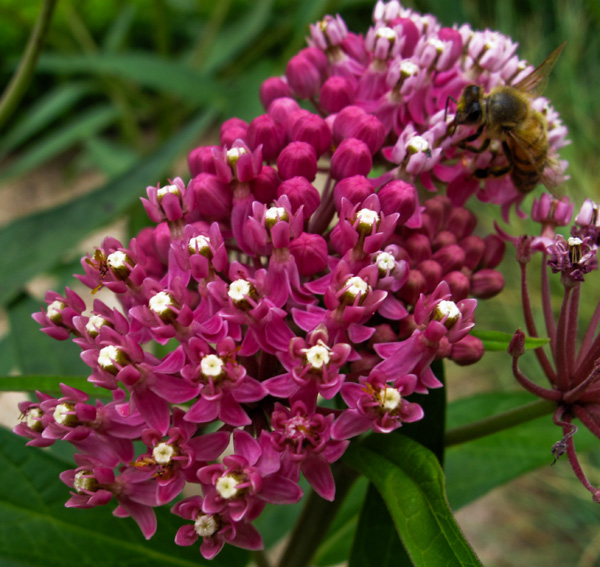 Asclepias3